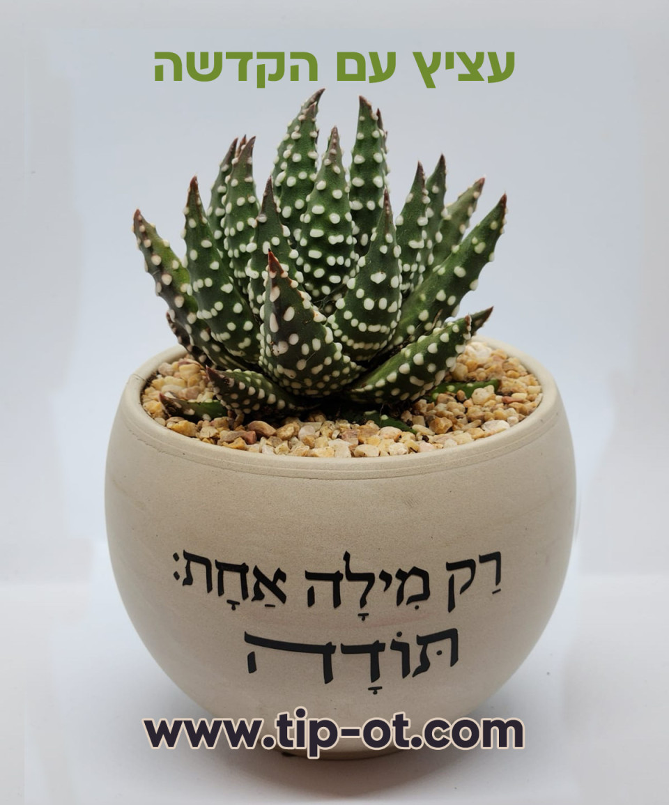 סוקלנט 1- אזל במלאי