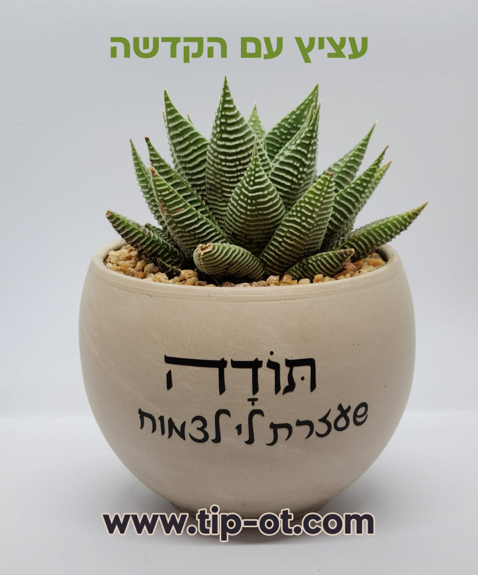 סוקולנט 3- אזל במלאי